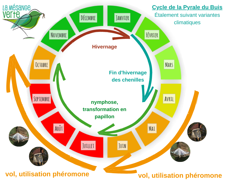 cycle_vie_pyrale_buis